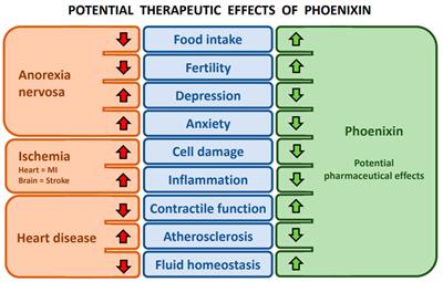 Current state of phoenixin—the implications of the pleiotropic peptide in stress and its potential as a therapeutic target